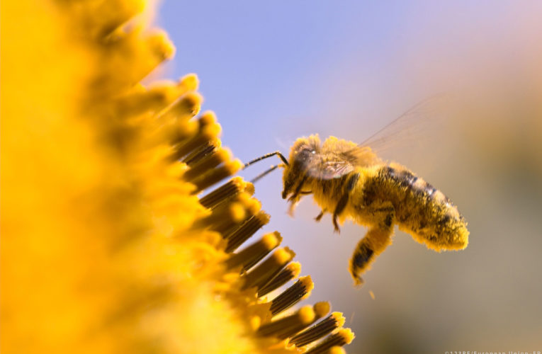Пчелини в държавни имоти и гори