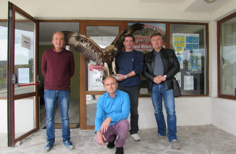 Конфискуван скален орел дариха на Белоградчик