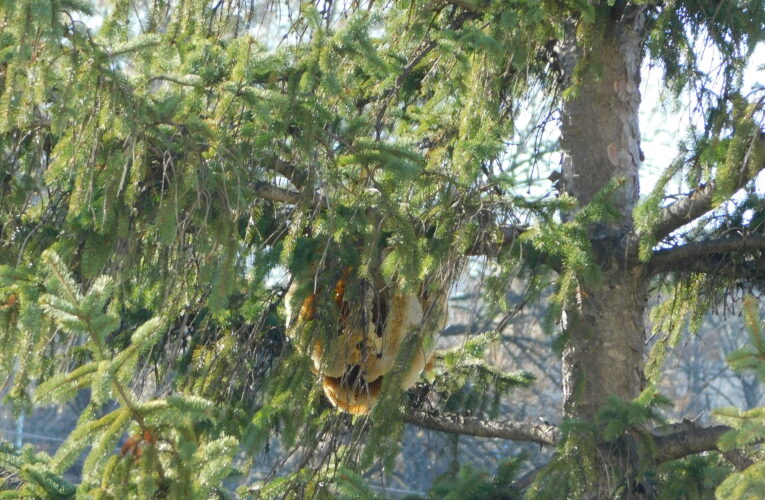 Пчелен кошер на дърво
