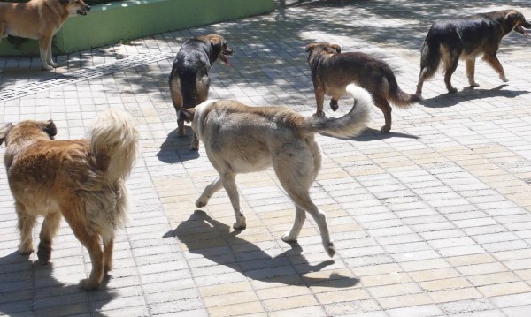 Кучетата в България се увеличават