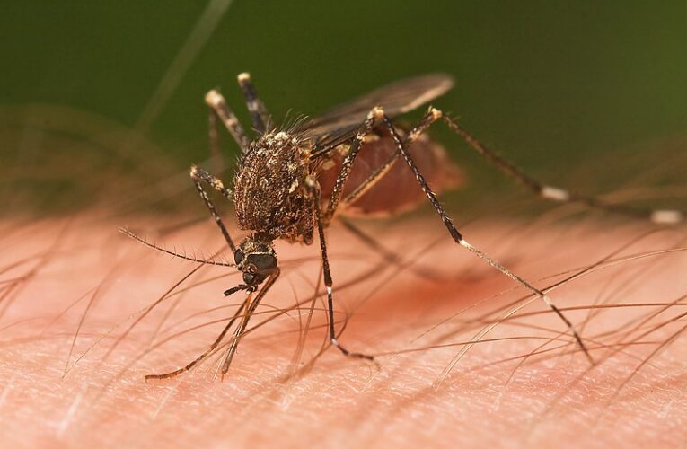 Правителството отпусна милиони за пръскане срещу комари по поречието на Дунав