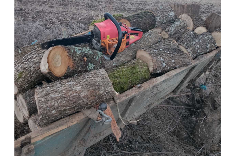 Над 650 проверени обекти за добив на дървесина през май