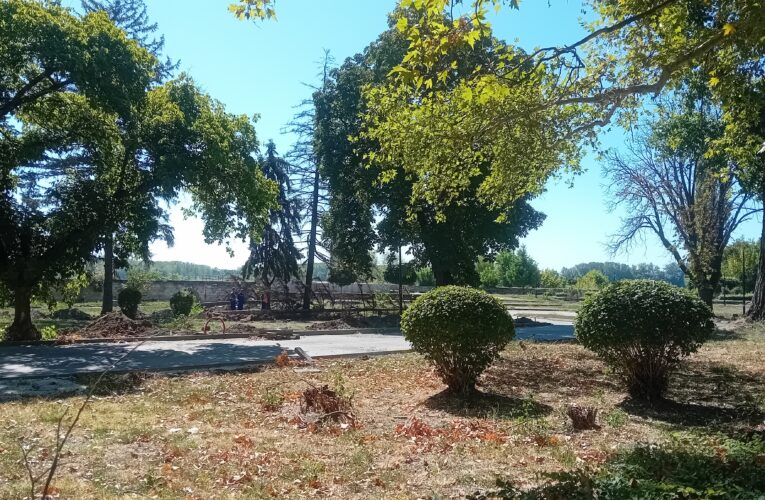 Санитарната сеч