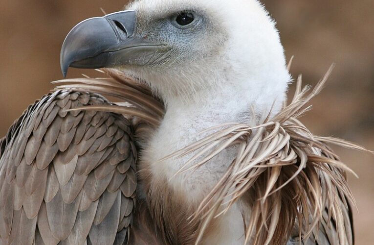 Видински ловци подхранват лешояди