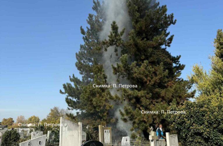 Пожар в стария гробищен парк във Видин