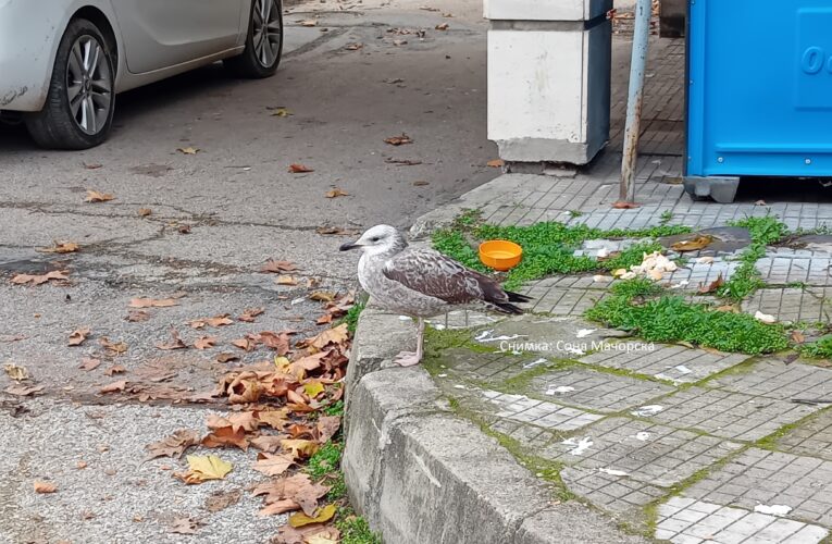 Самотният гларус