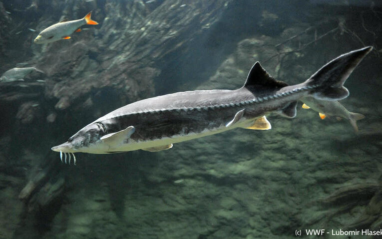 Безсрочна забрана за улов на есетрови риби в Дунав и Черно море