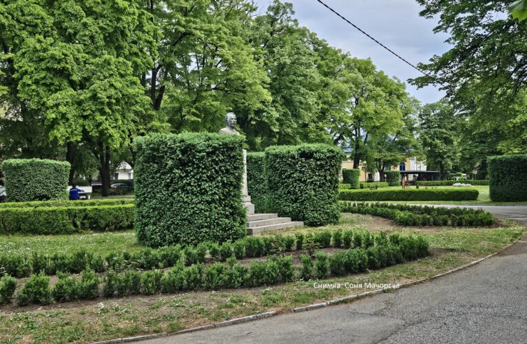 Нови чемшири в Градската градина във Видин