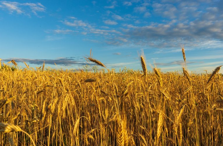 Опазване на земеделската продукция